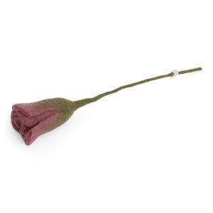 Tulipe - Rose